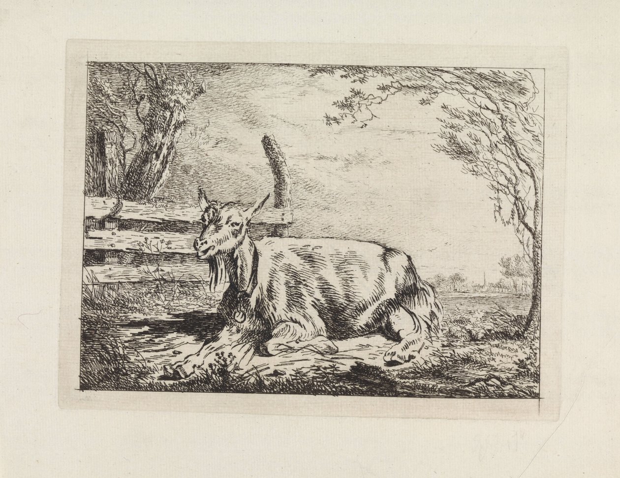 Chèvre couchée près d