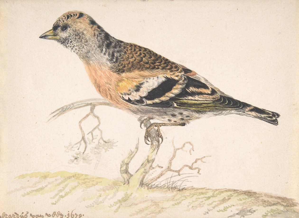 Pinson du Nord Fringilla Montifringilla, 1679 - Gerardus van Veen