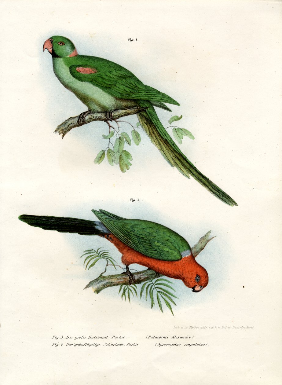 Perruche alexandrine, 1864 - German School