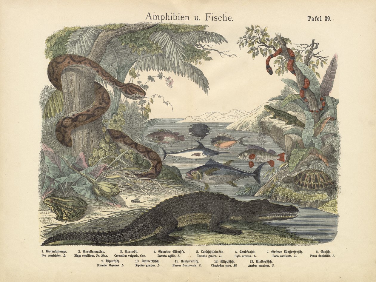 Amphibiens et poissons, vers 1860 - German School