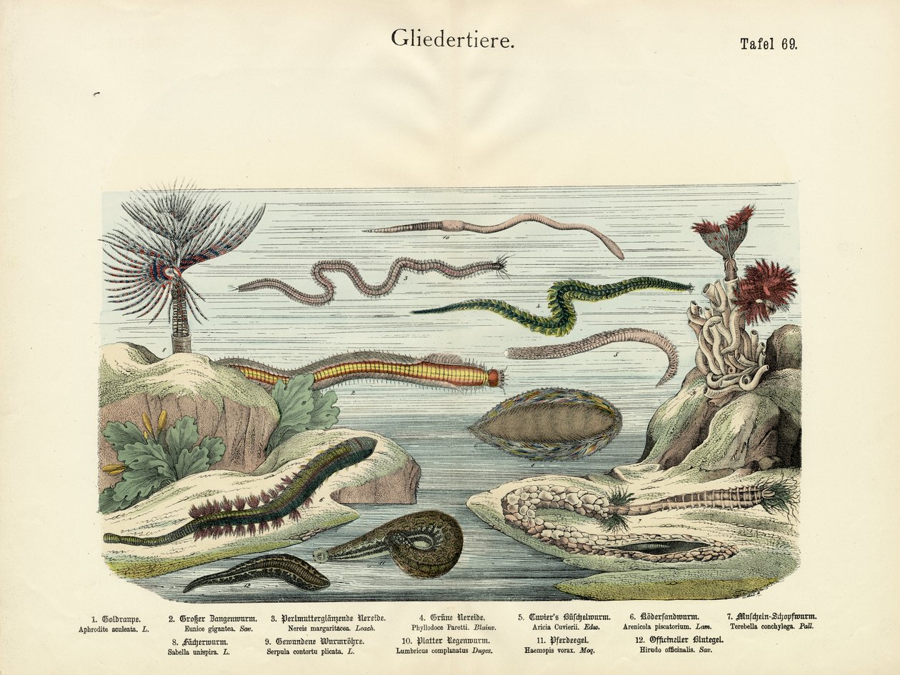 Arthropodes, c.1860 - German School