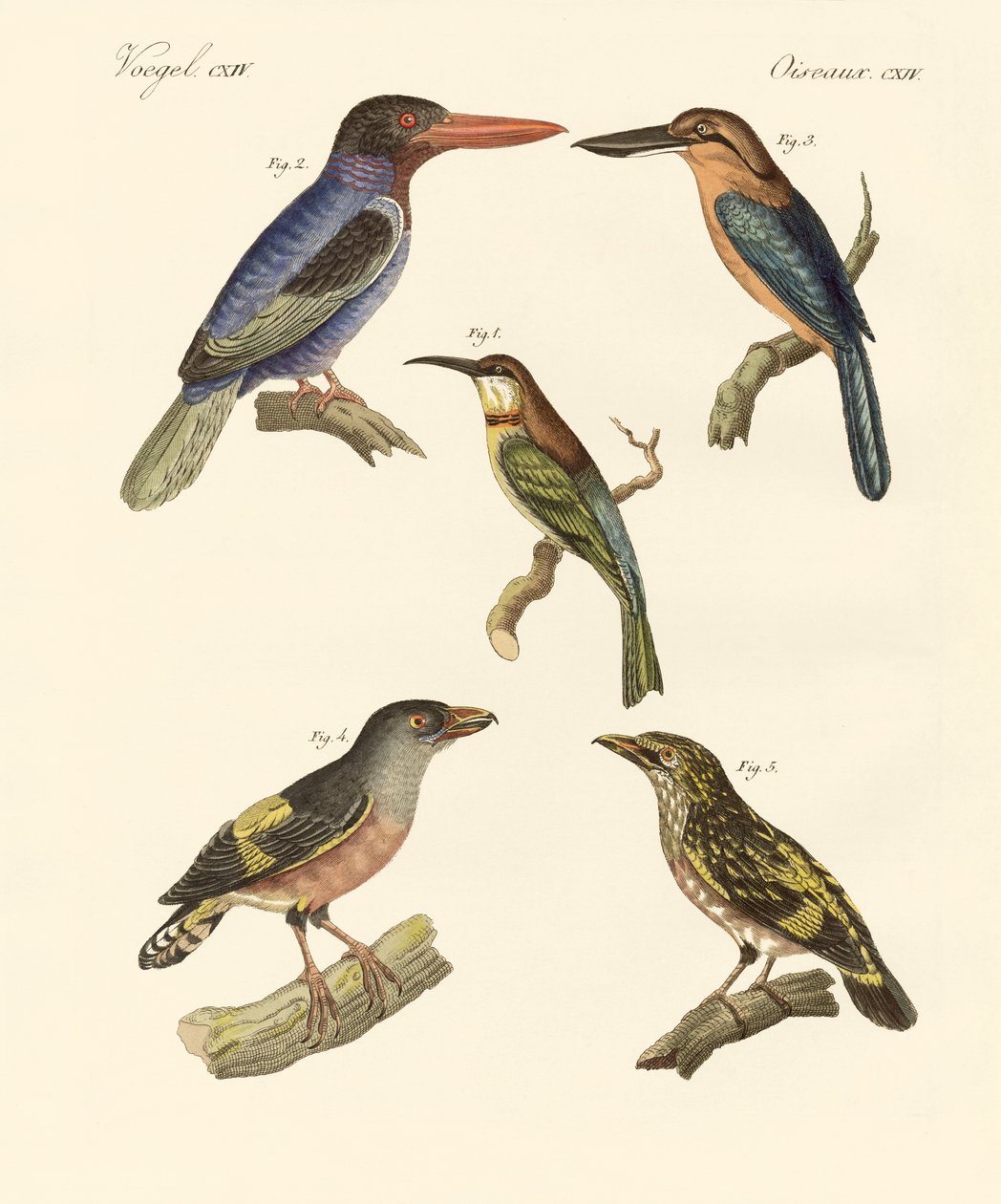 Beaux oiseaux étrangers - German School