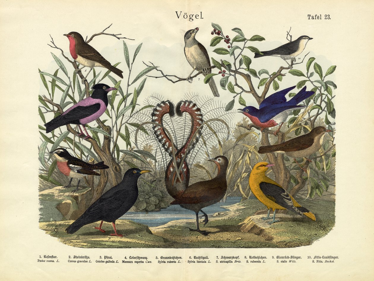 Oiseaux, c.1860 - German School