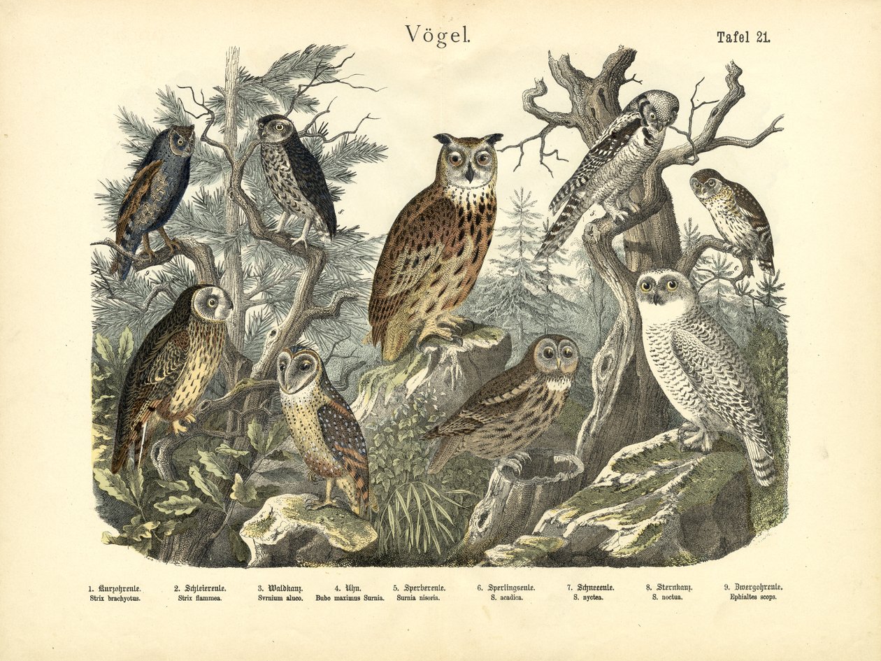 Oiseaux, vers 1860 - German School