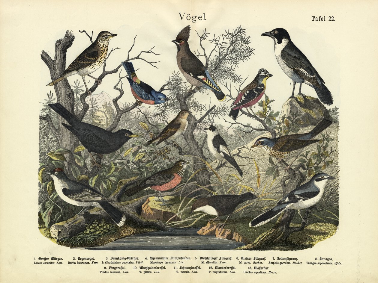 Oiseaux, vers 1860 - German School
