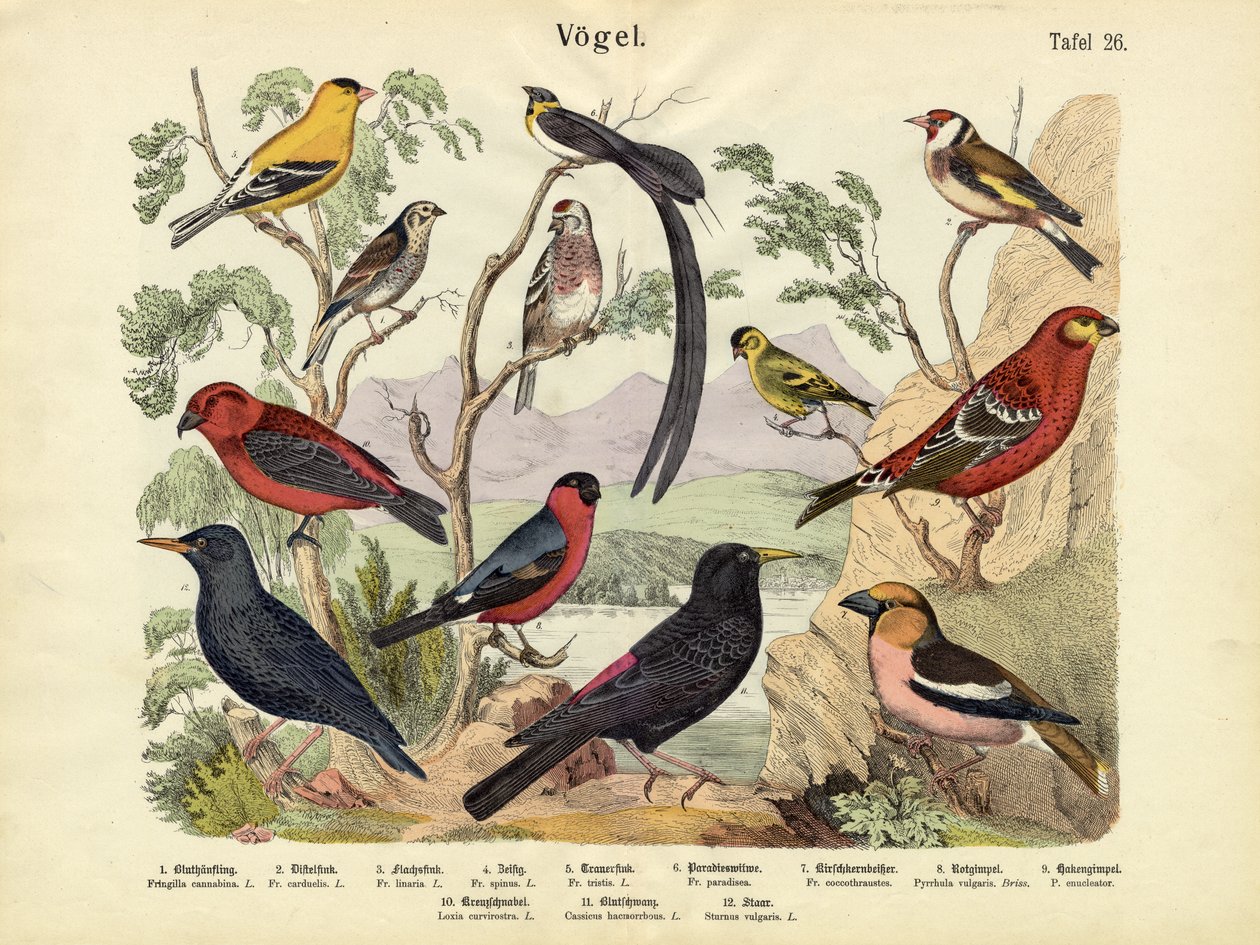 Oiseaux, vers 1860 - German School