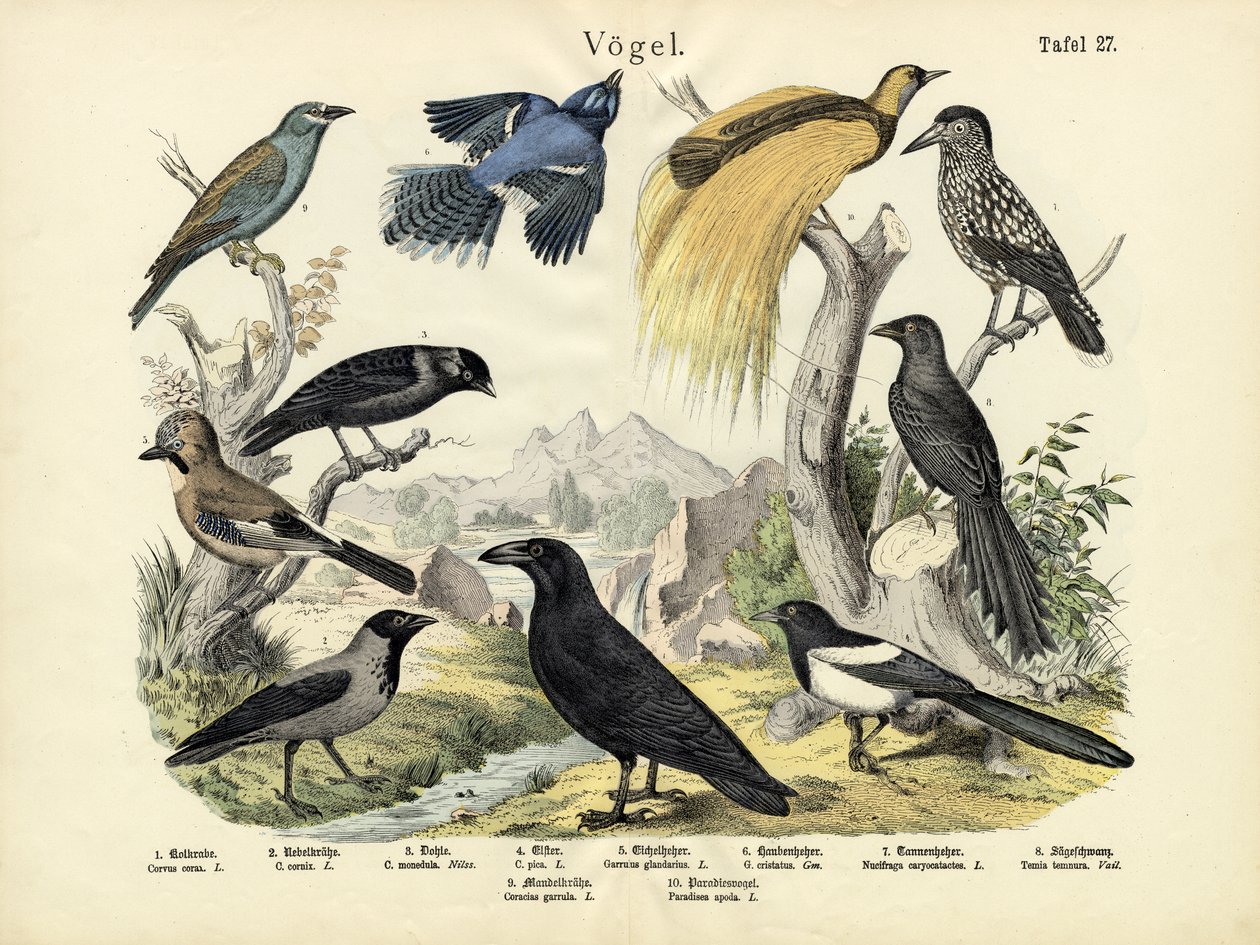 Oiseaux, vers 1860 - German School