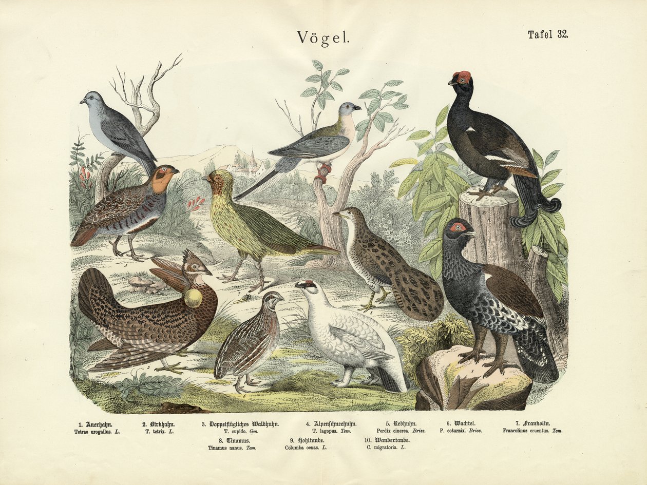 Oiseaux, vers 1860 - German School