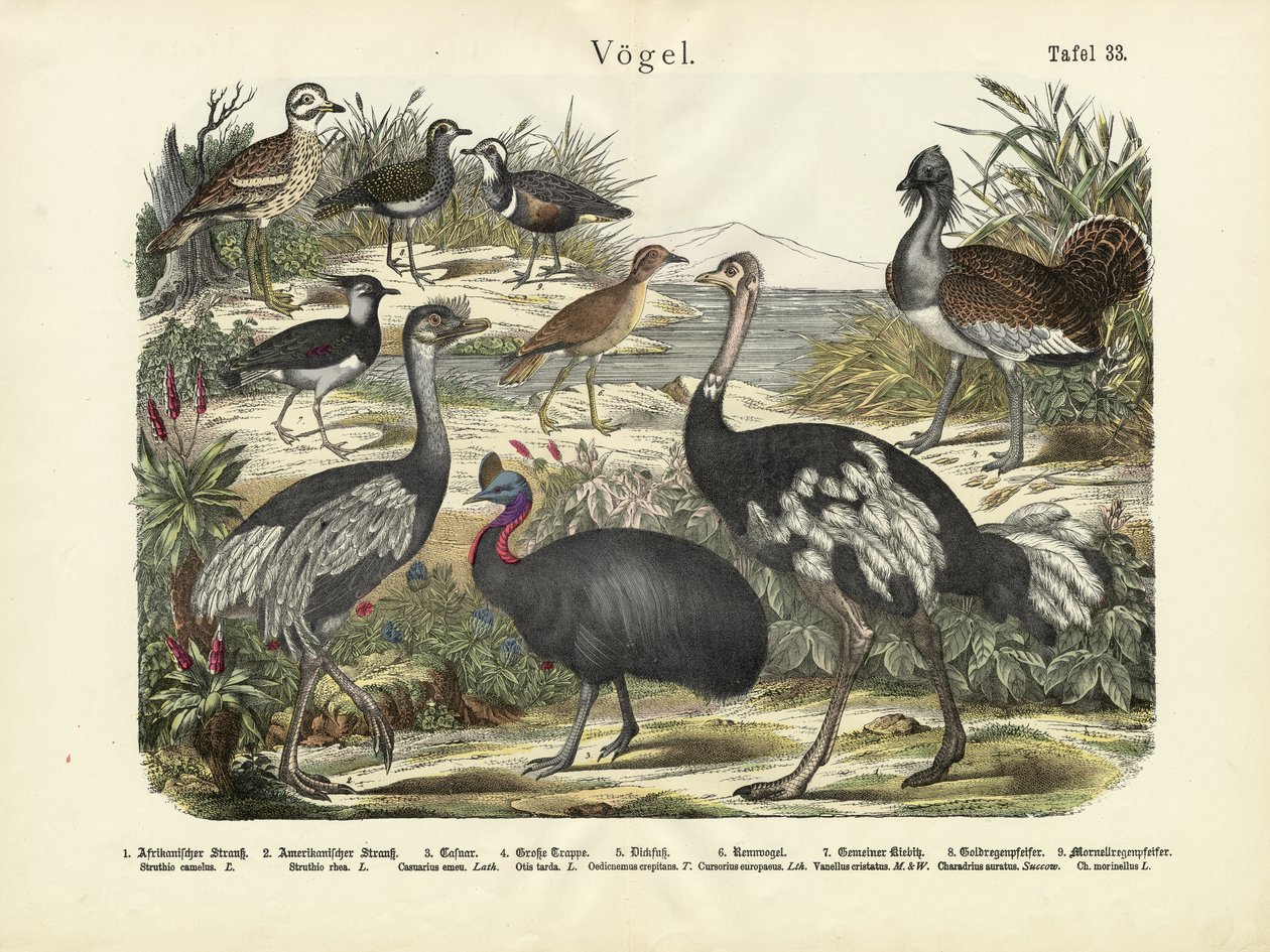 Oiseaux, vers 1860 - German School