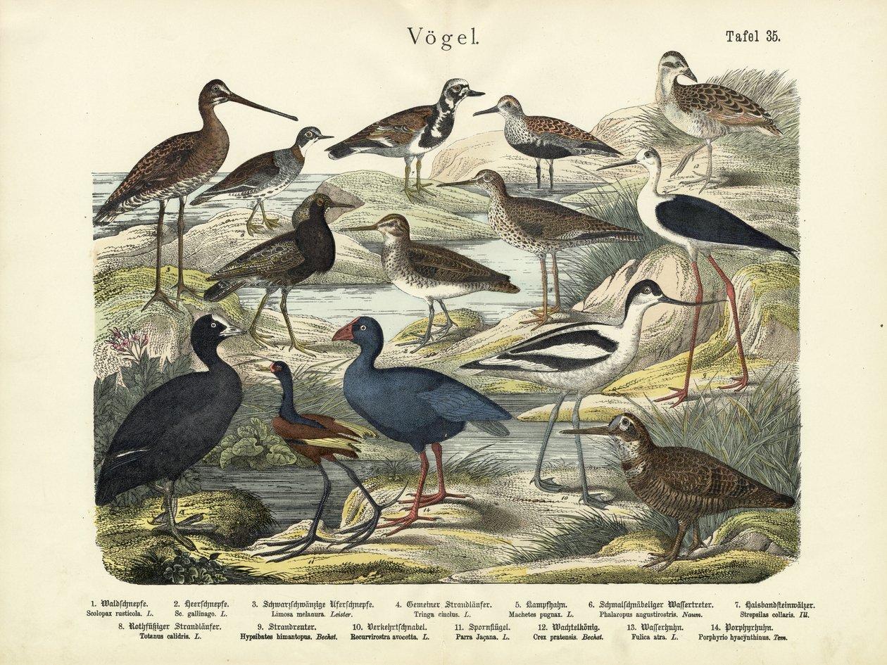 Oiseaux, vers 1860 - German School