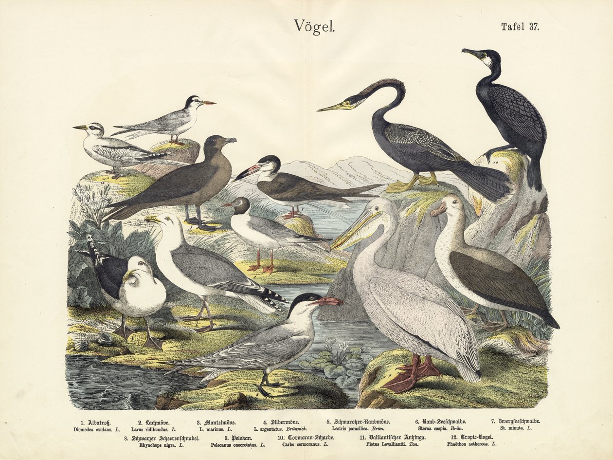Oiseaux, vers 1860 - German School