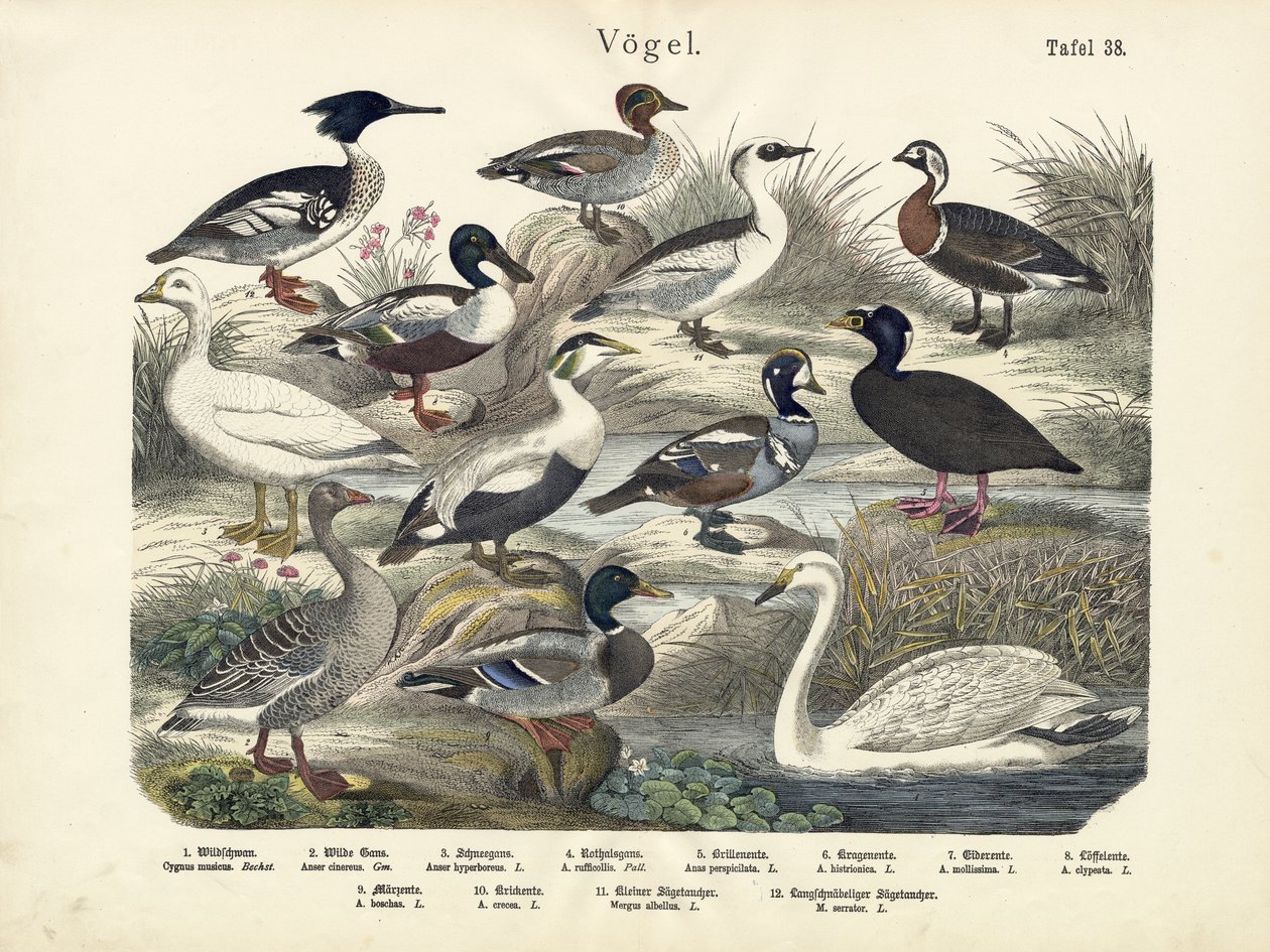 Oiseaux, vers 1860 - German School
