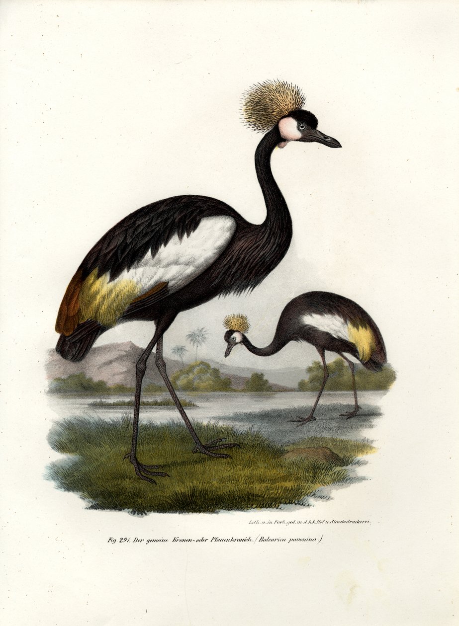 Grue couronnée noire, 1864 - German School