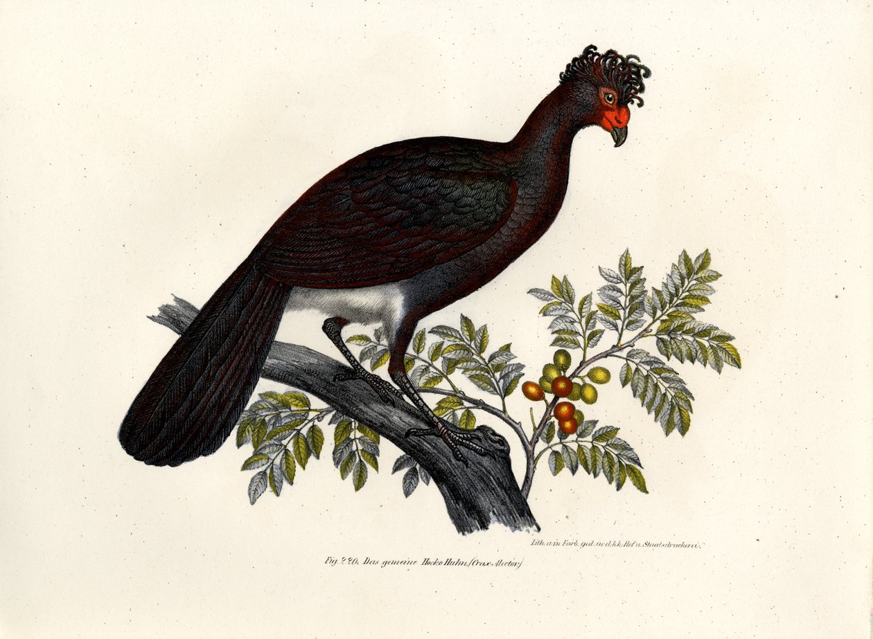 Hocco noir, 1864 - German School