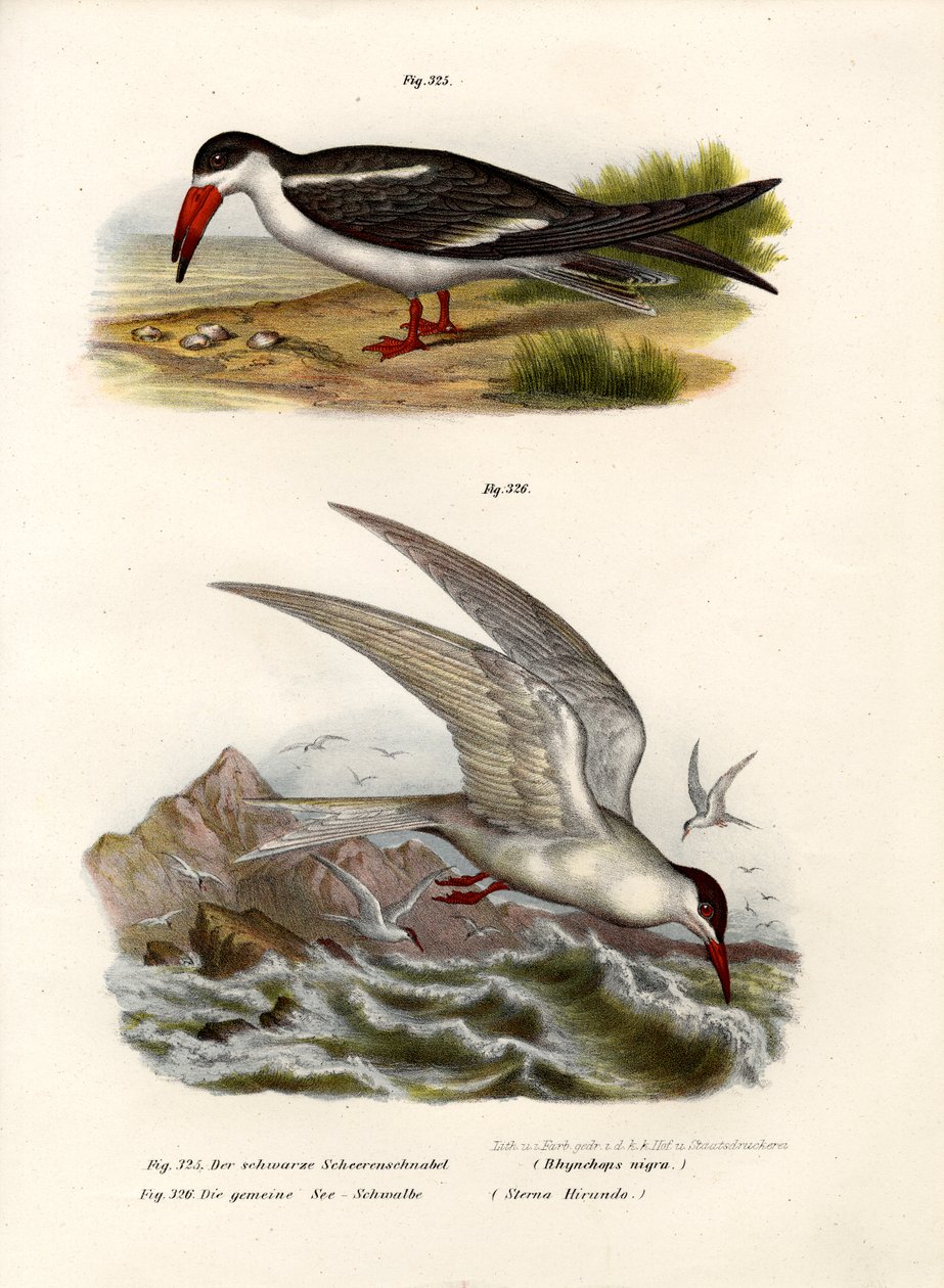 Bec-en-ciseaux noir, 1864 - German School