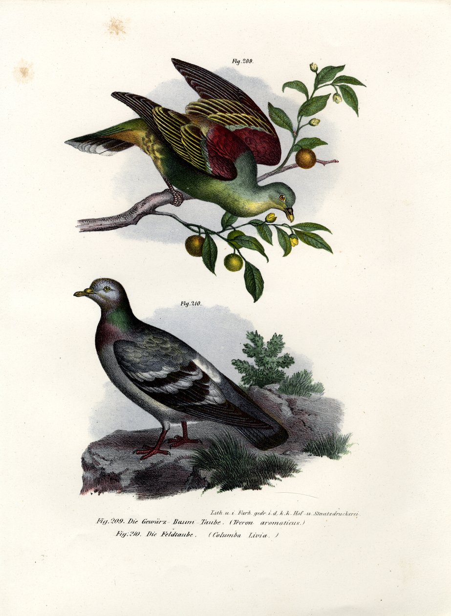 Pigeon vert de Buru, 1864 - German School