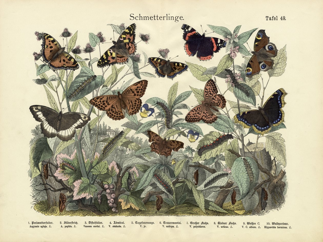 Papillons, vers 1860 - German School