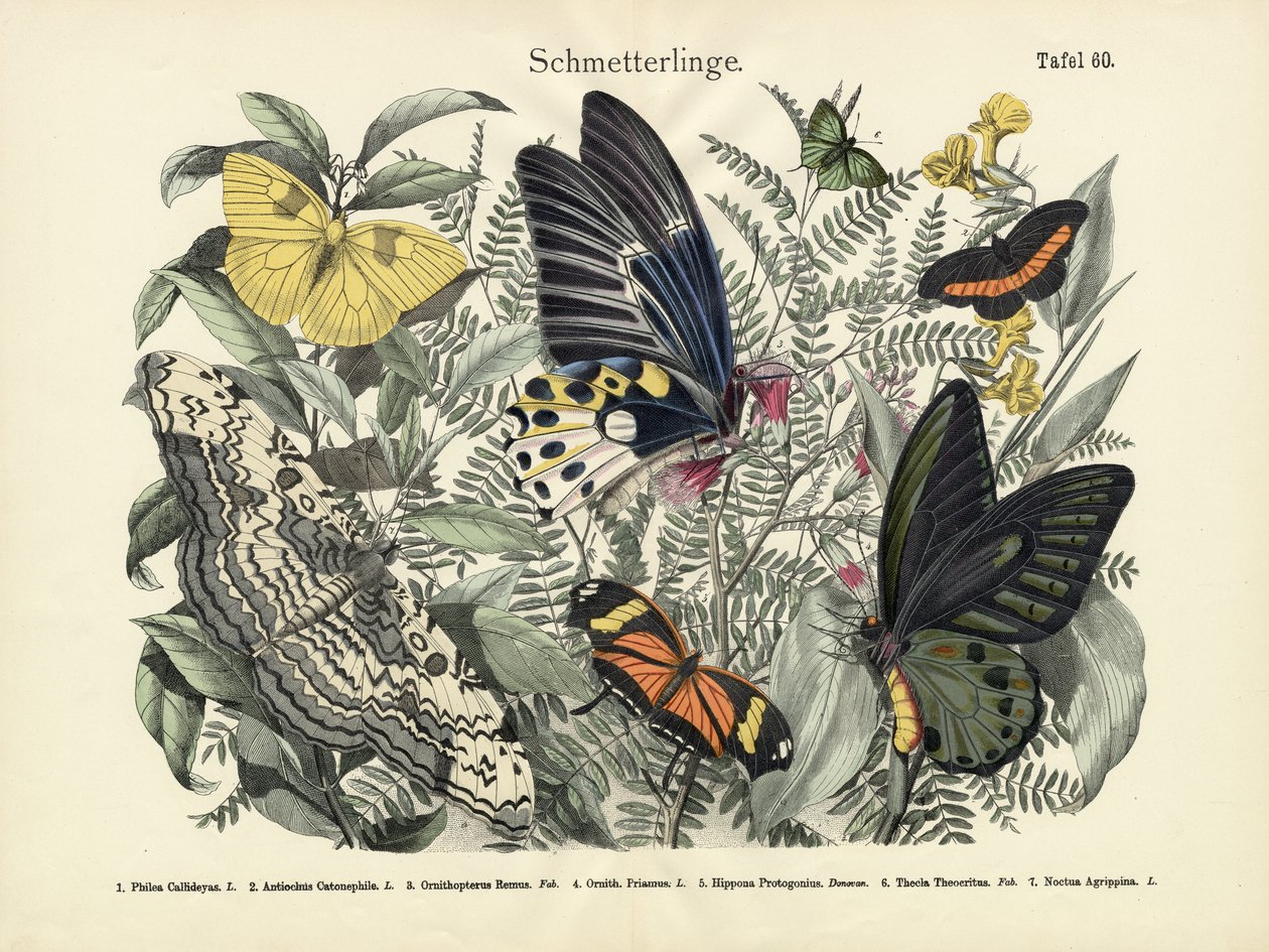 Papillons, vers 1860 - German School