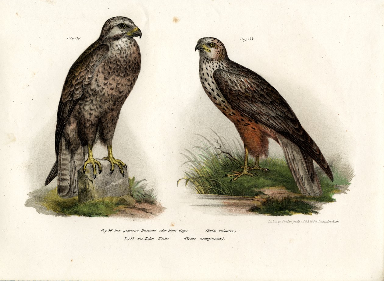 Buse, 1864 - German School