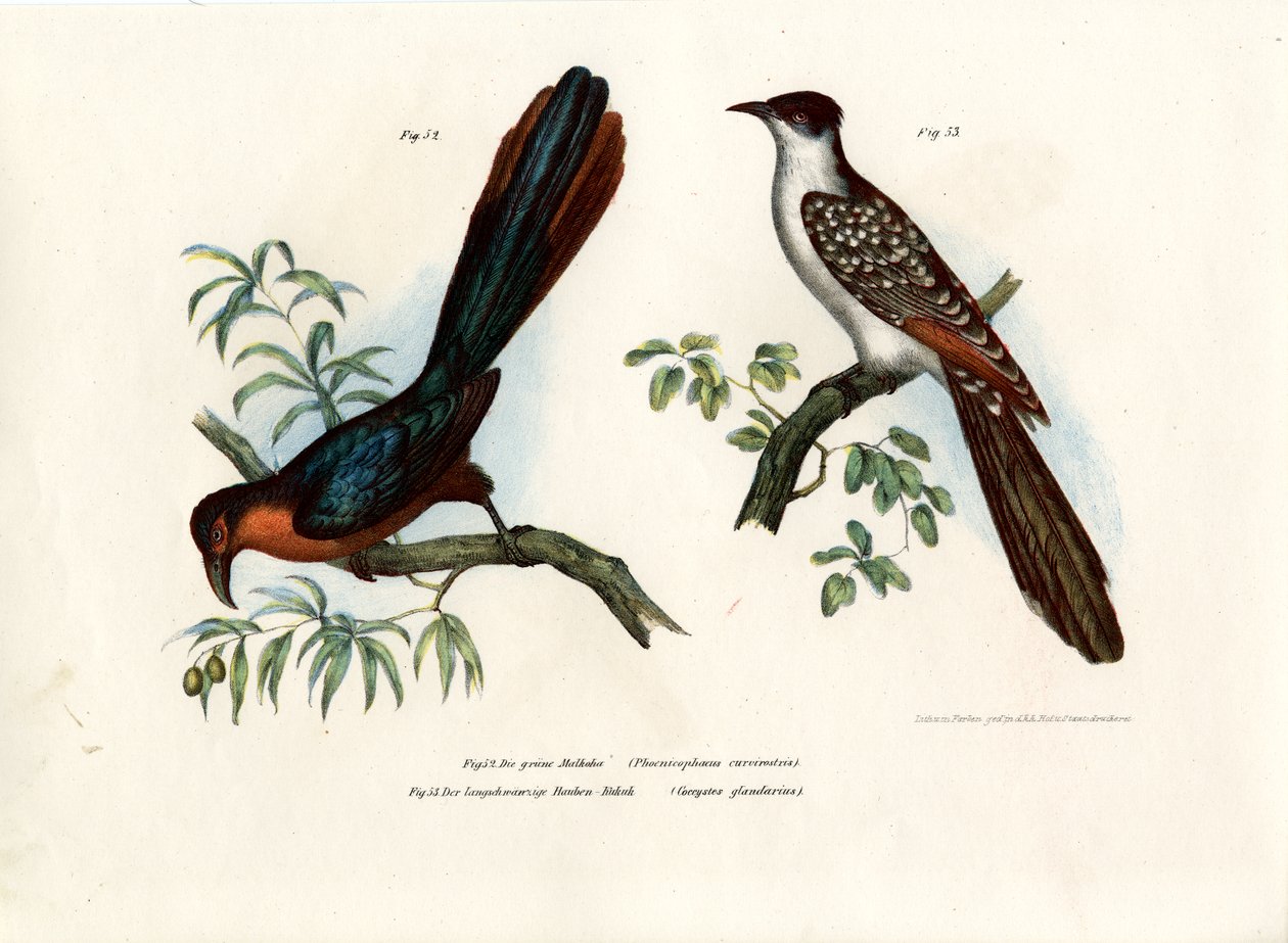 Malkoha à poitrine marron, 1864 - German School