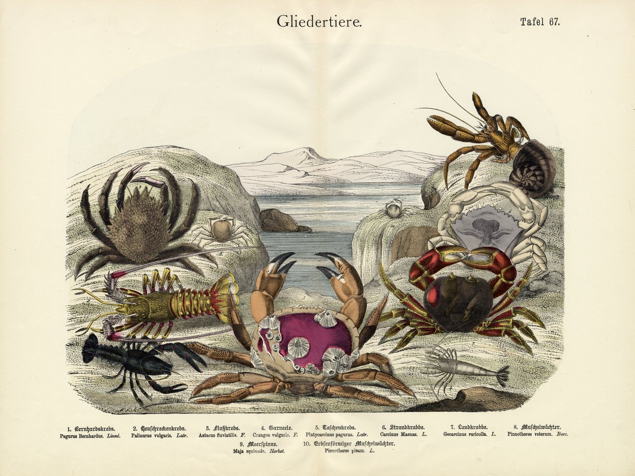 Crabes, c.1860 - German School