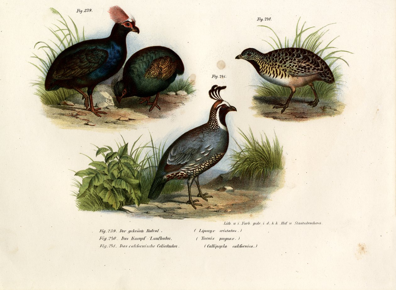 Grand tétras, 1864 - German School