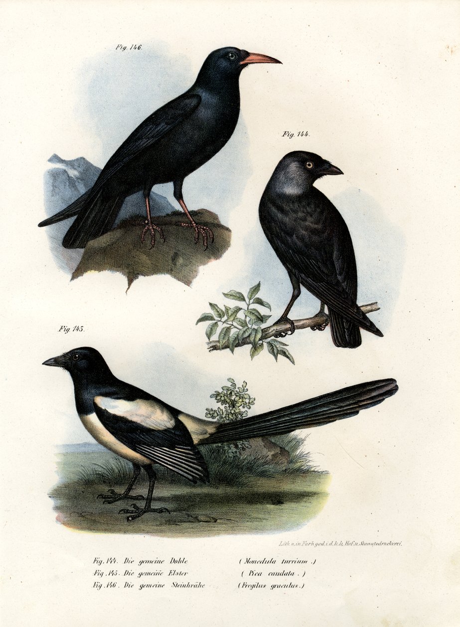 Choucas, 1864 - German School
