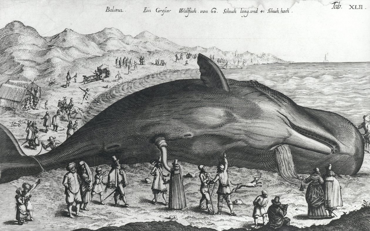 Baleine morte - German School