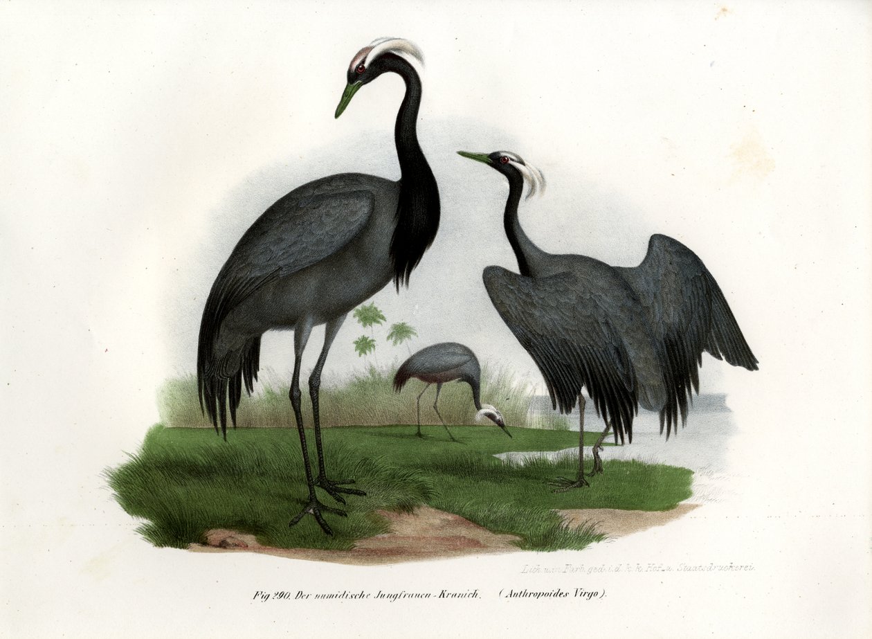 Grue demoiselle, 1864 - German School