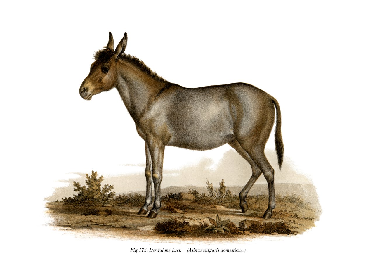 Âne, 1860 - German School