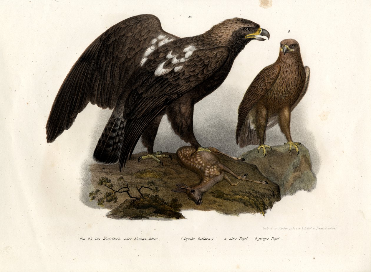 Aigle impérial oriental, 1864 - German School