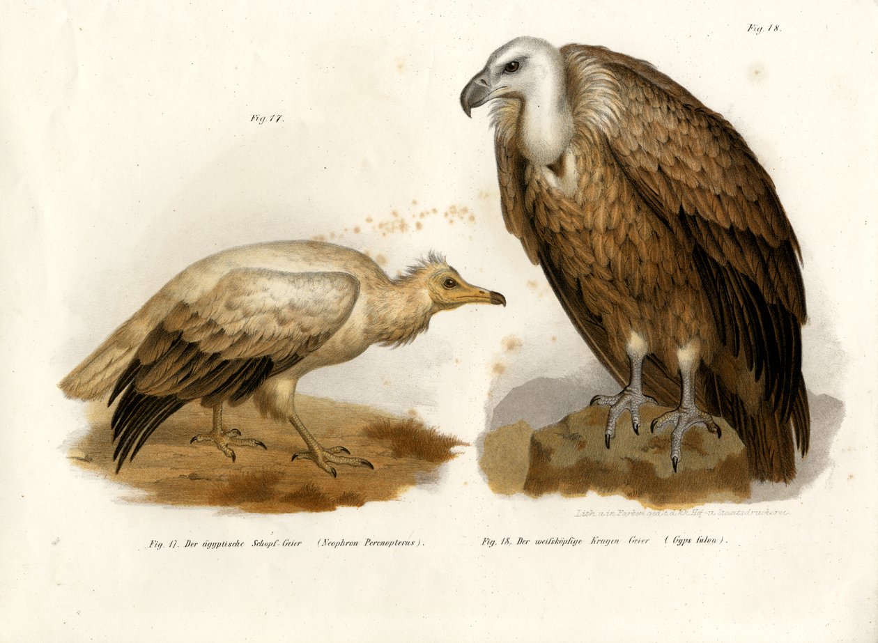 Vautour percnoptère, 1864 - German School