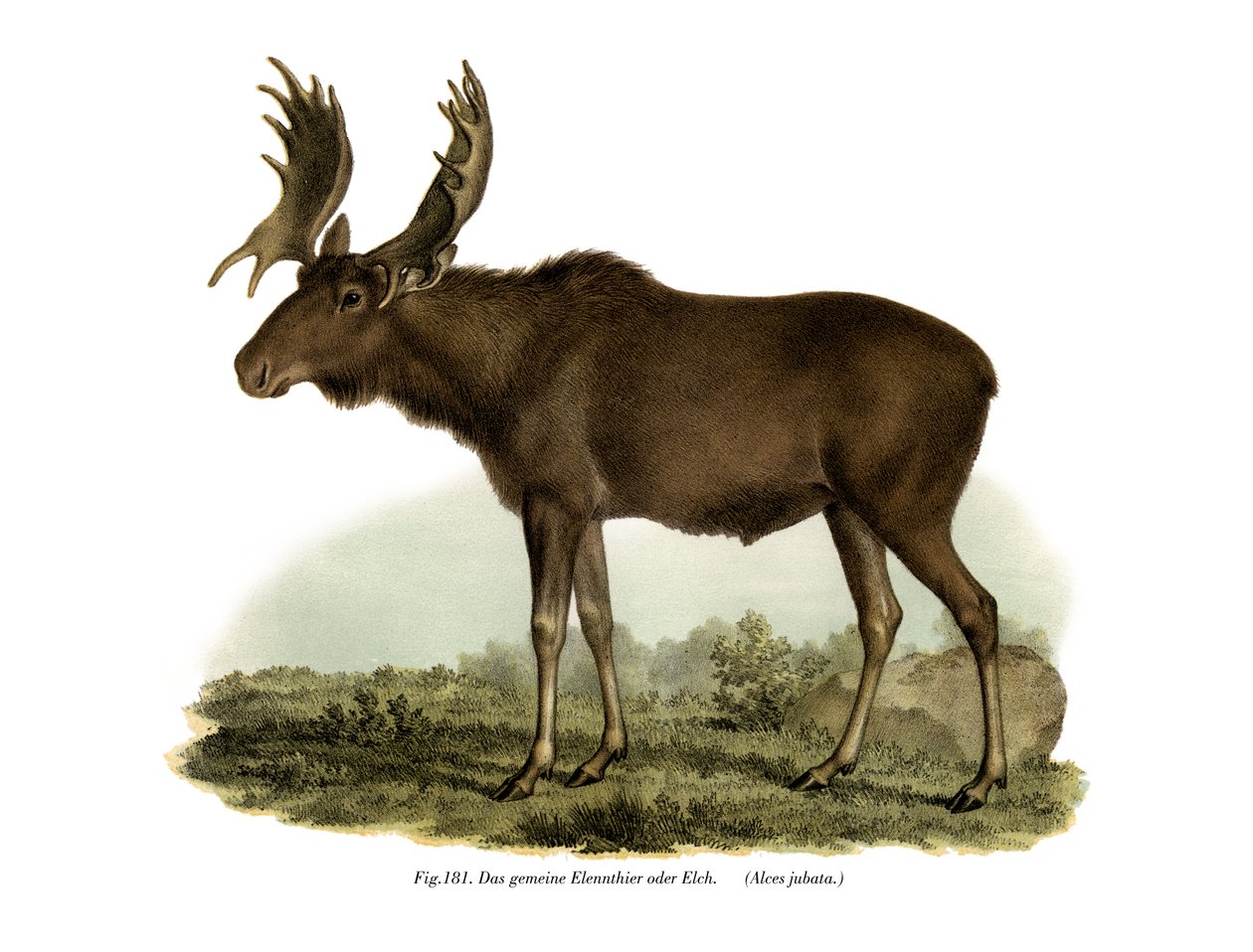 Élan, 1860 - German School