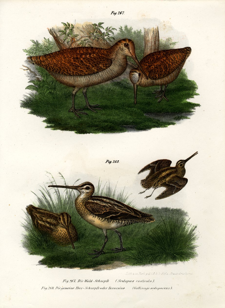 Bécasseau variable, 1864 - German School