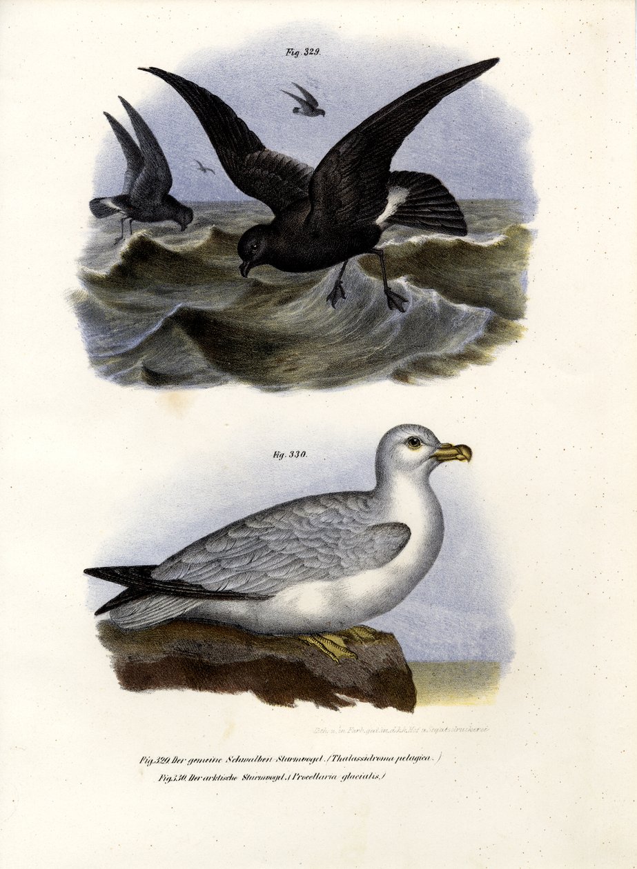 Océanite tempête, 1864 - German School
