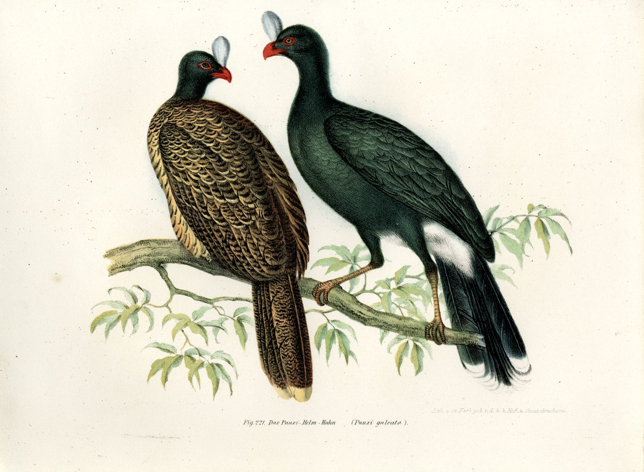 Hocco à cimier, 1864 - German School