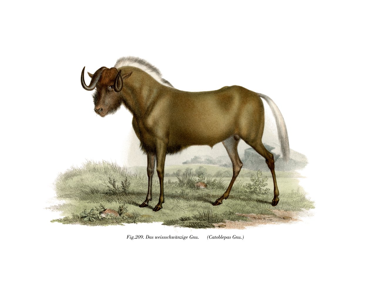 Gnou, 1860 - German School