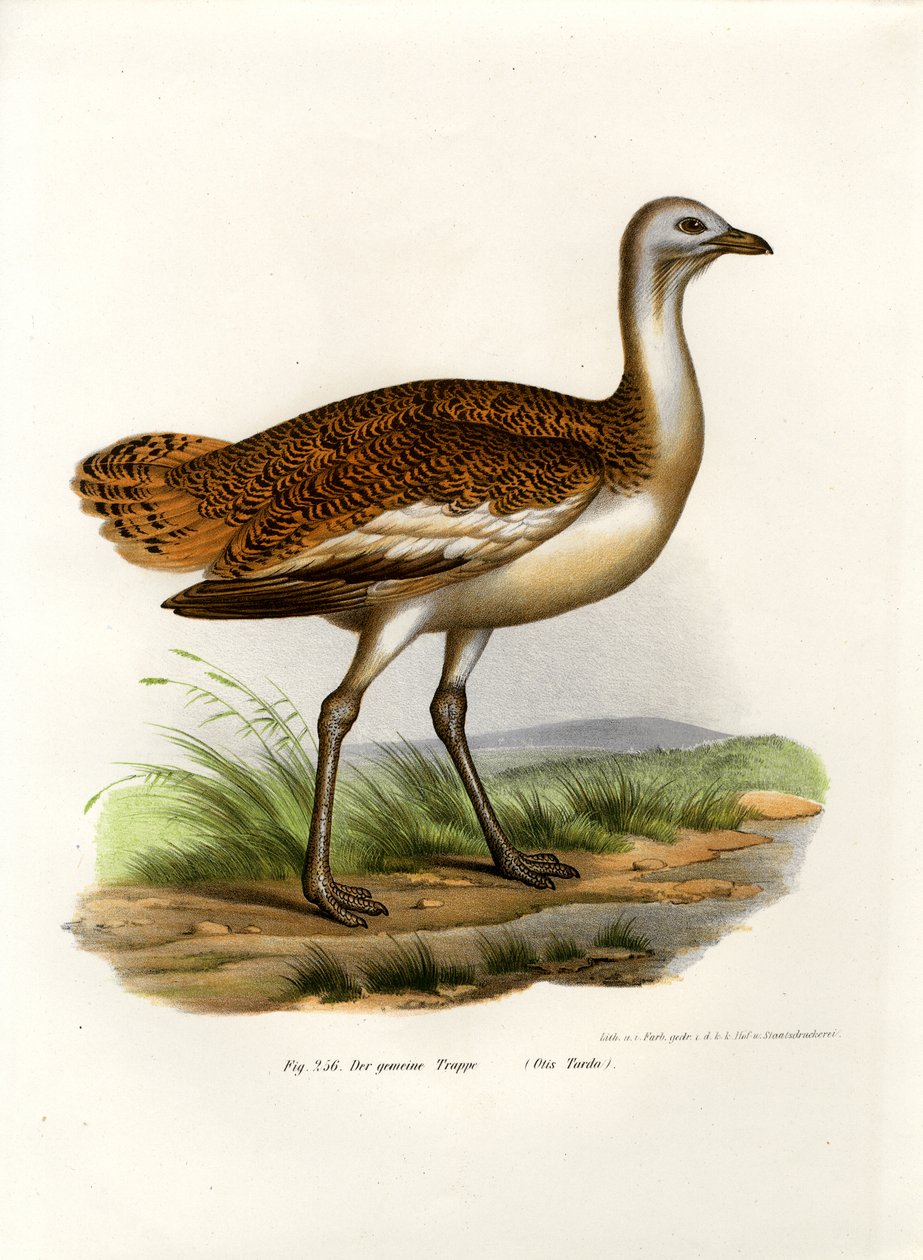 Outarde canepetière, 1864 - German School
