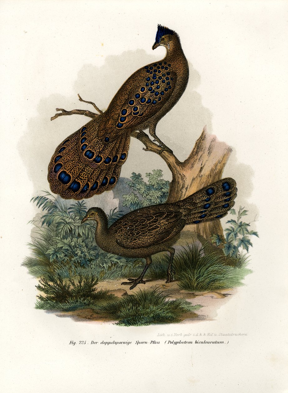 Faisan argus, 1864 - German School