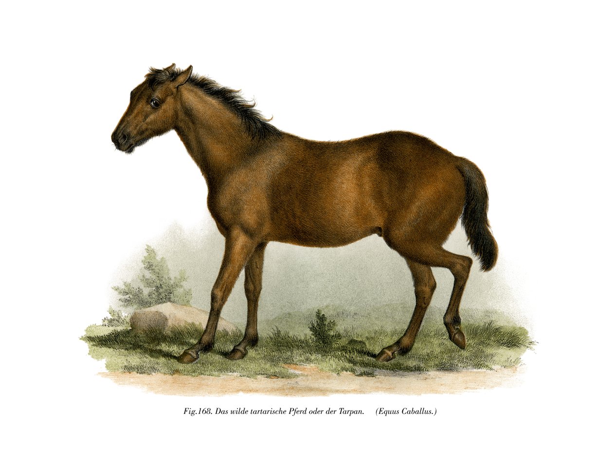 Cheval, 1860 - German School