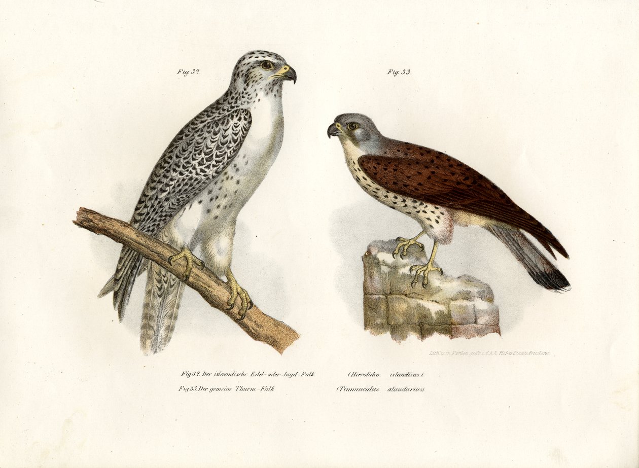Faucon gerfaut islandais, 1864 - German School