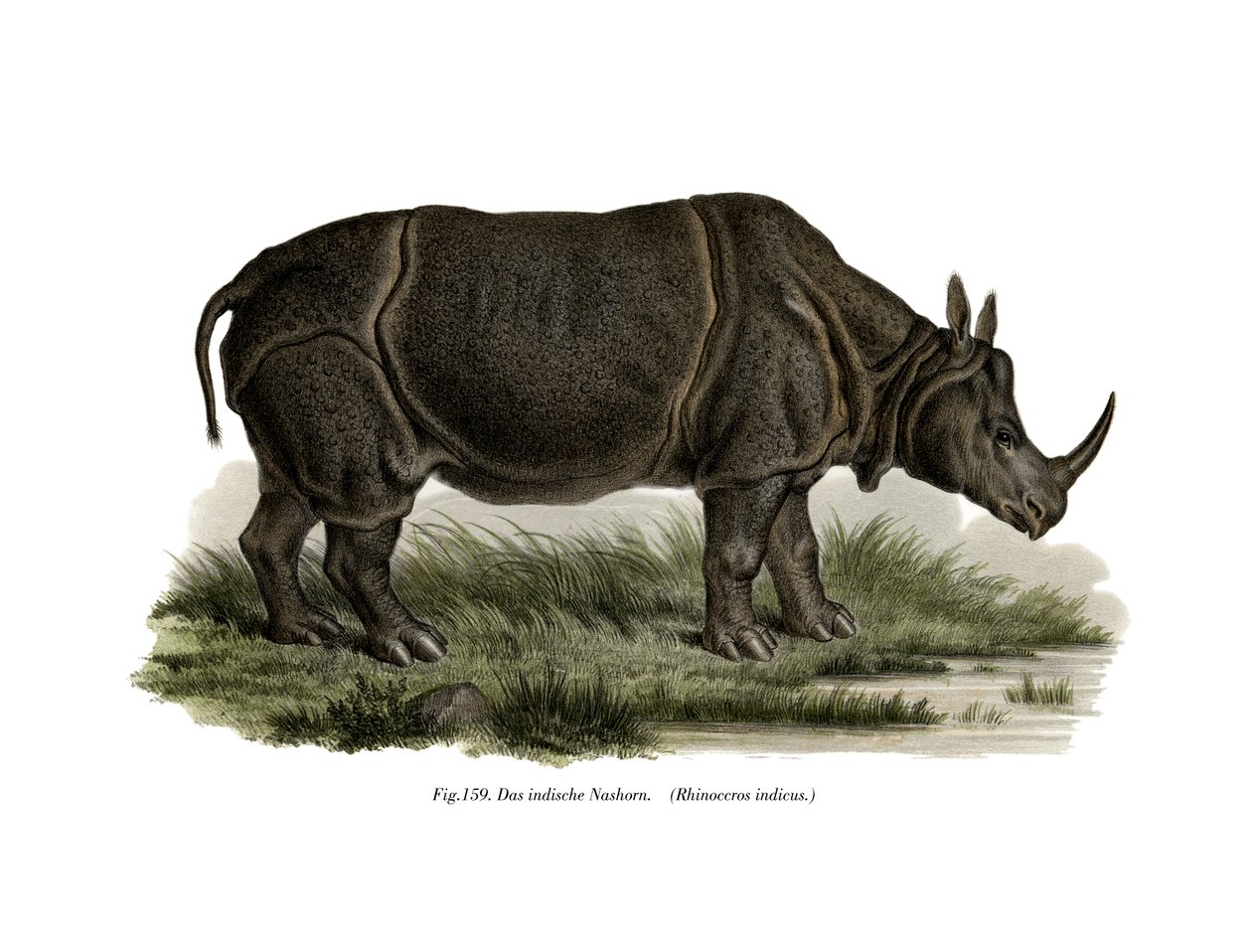 Rhinocéros indien, 1860 - German School