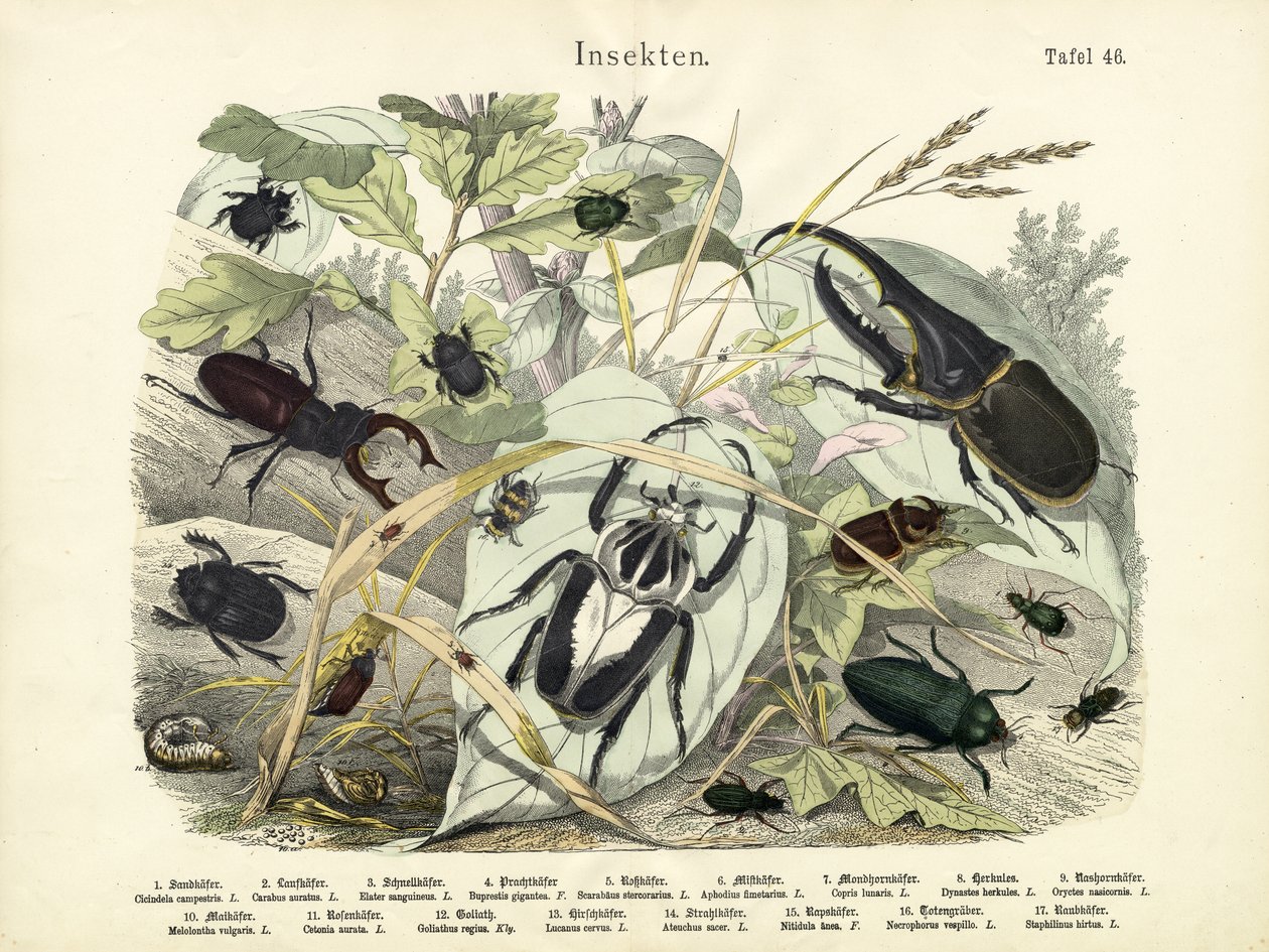 Insectes, vers 1860 - German School