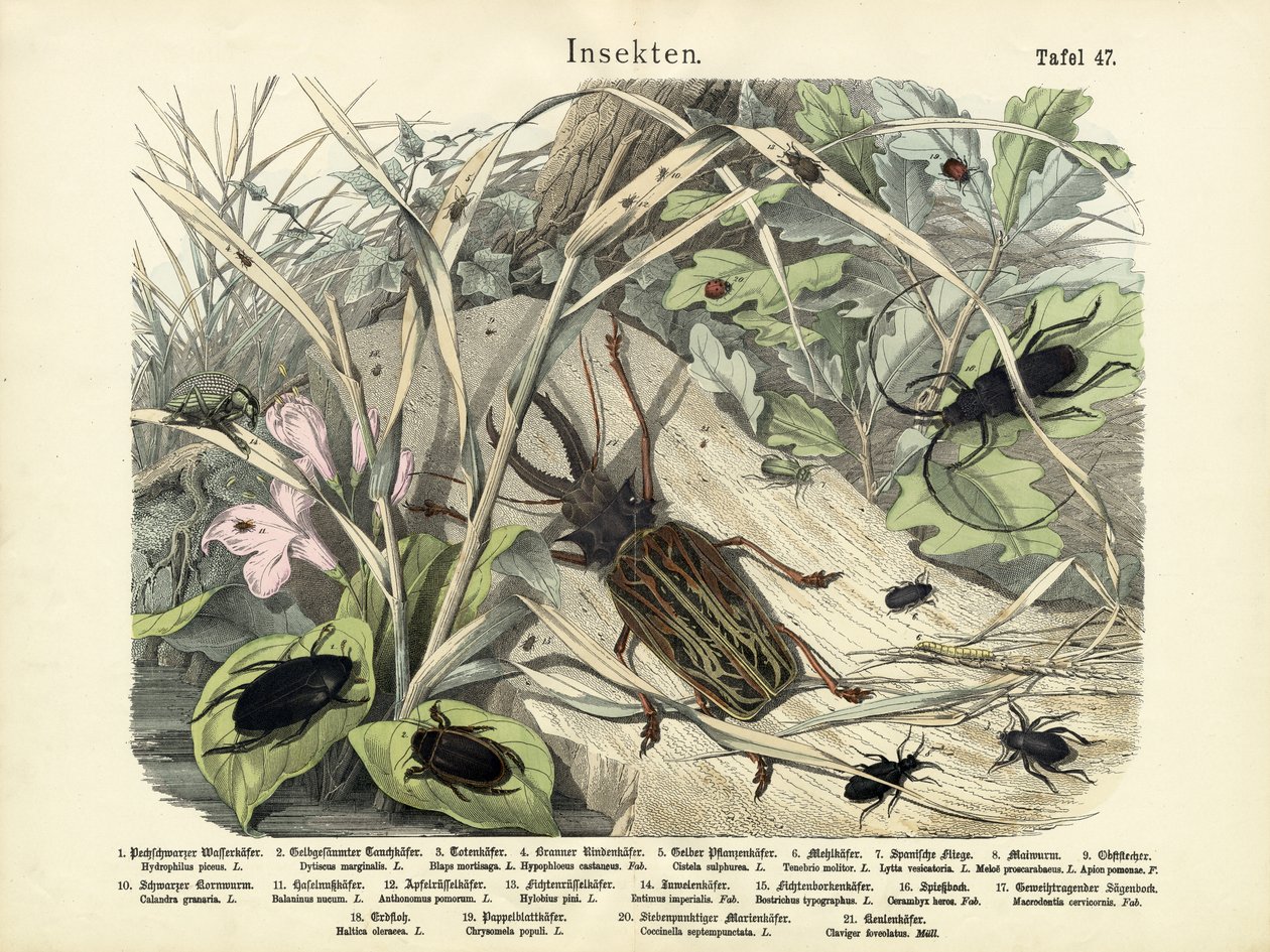 Insectes, vers 1860 - German School