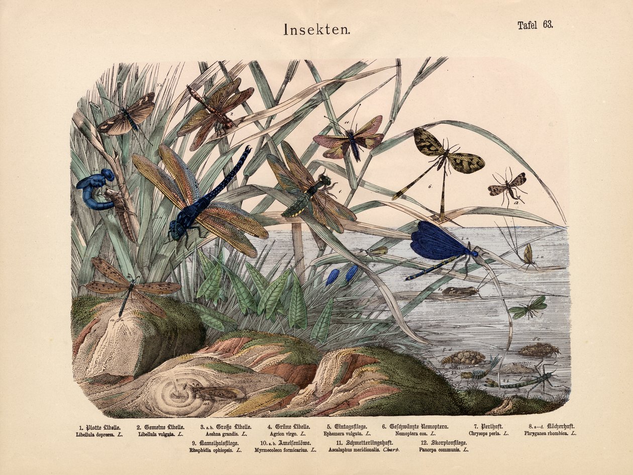Insectes, c.1860 - German School