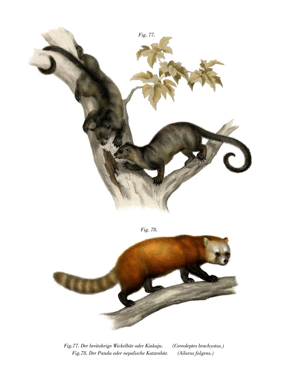 Kinkajou, 1860 - German School