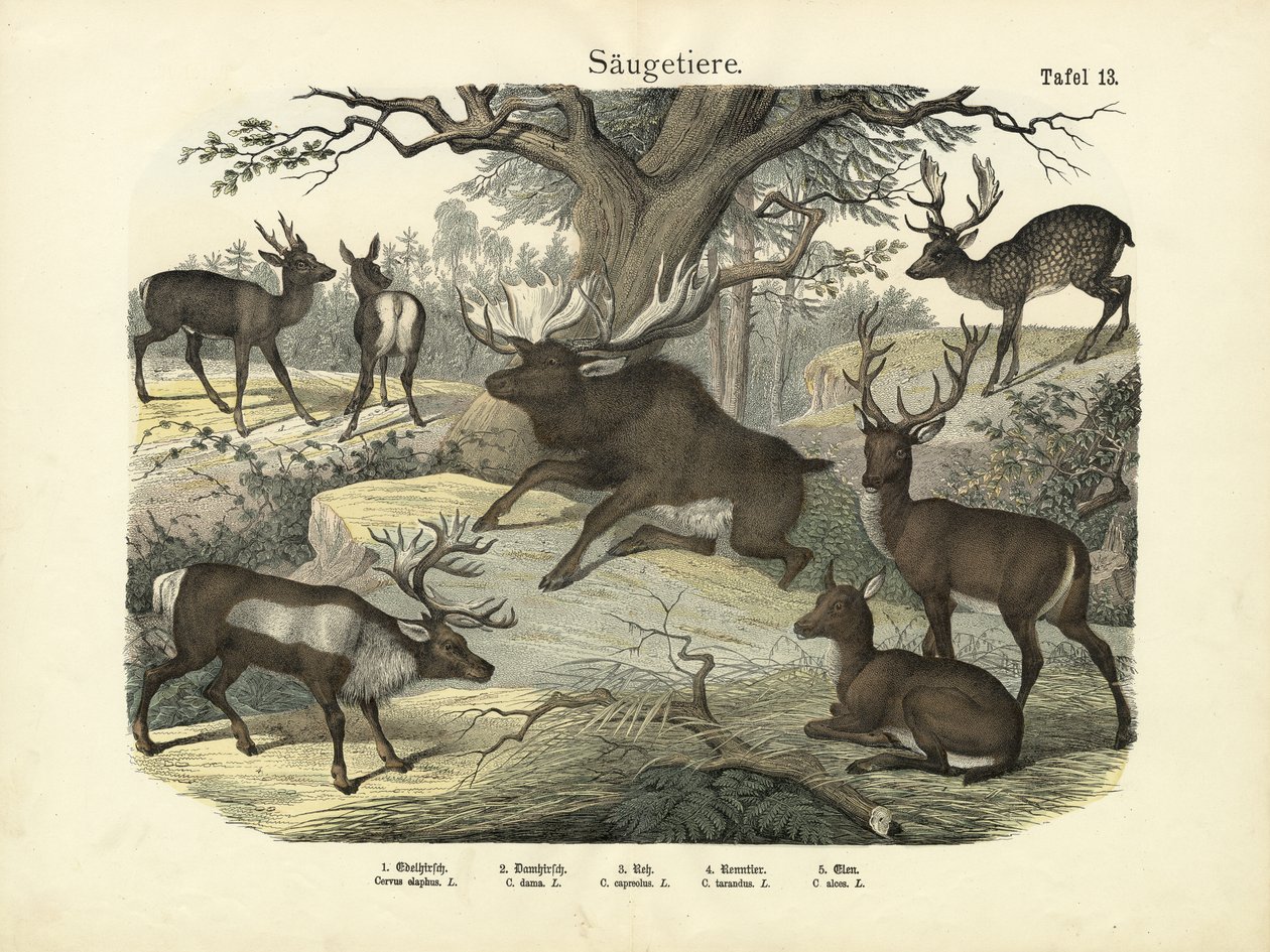 Mammifères, c.1860 - German School