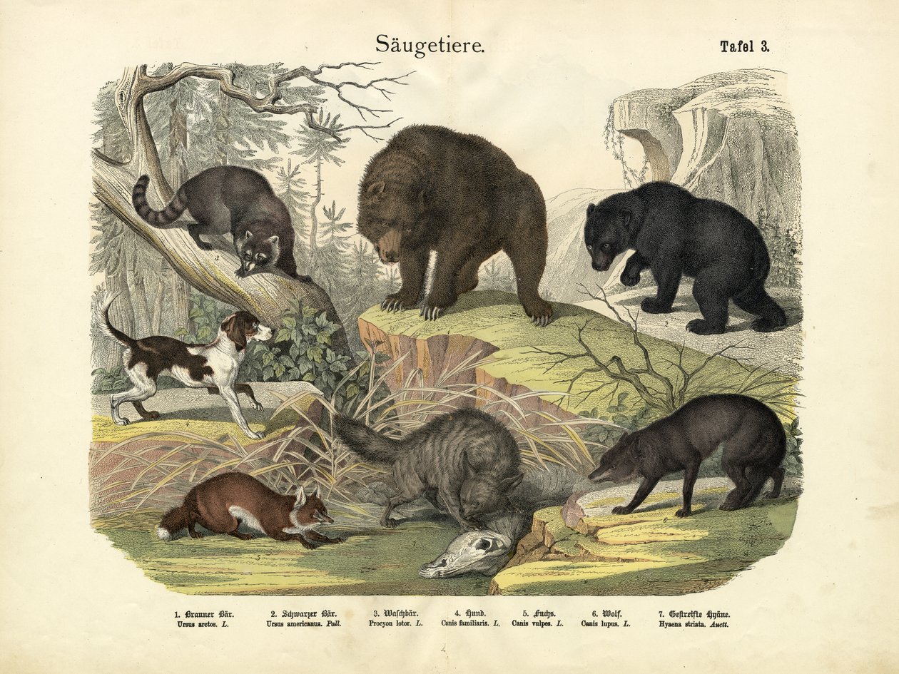 Mammifères, c.1860 - German School