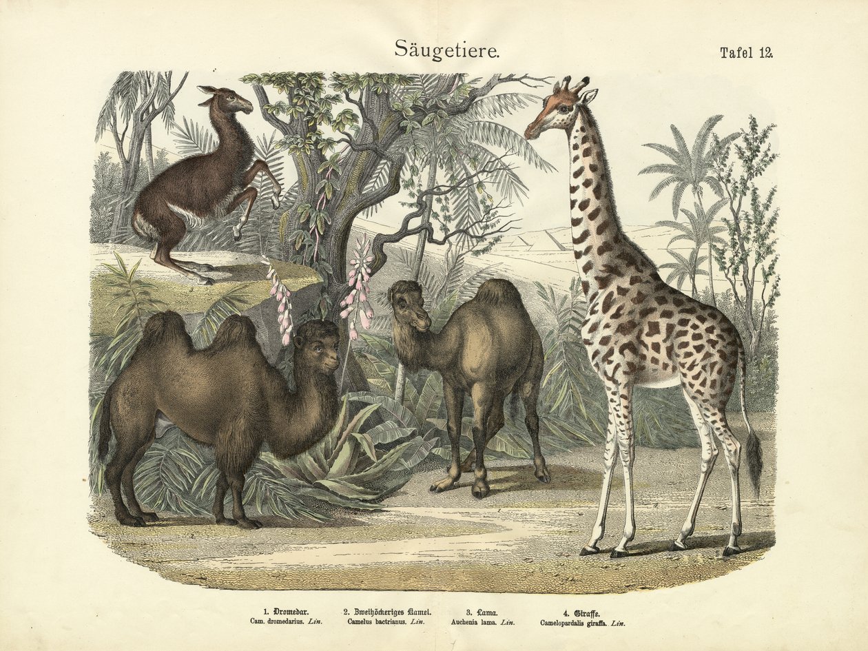 Mammifères, vers 1860 - German School