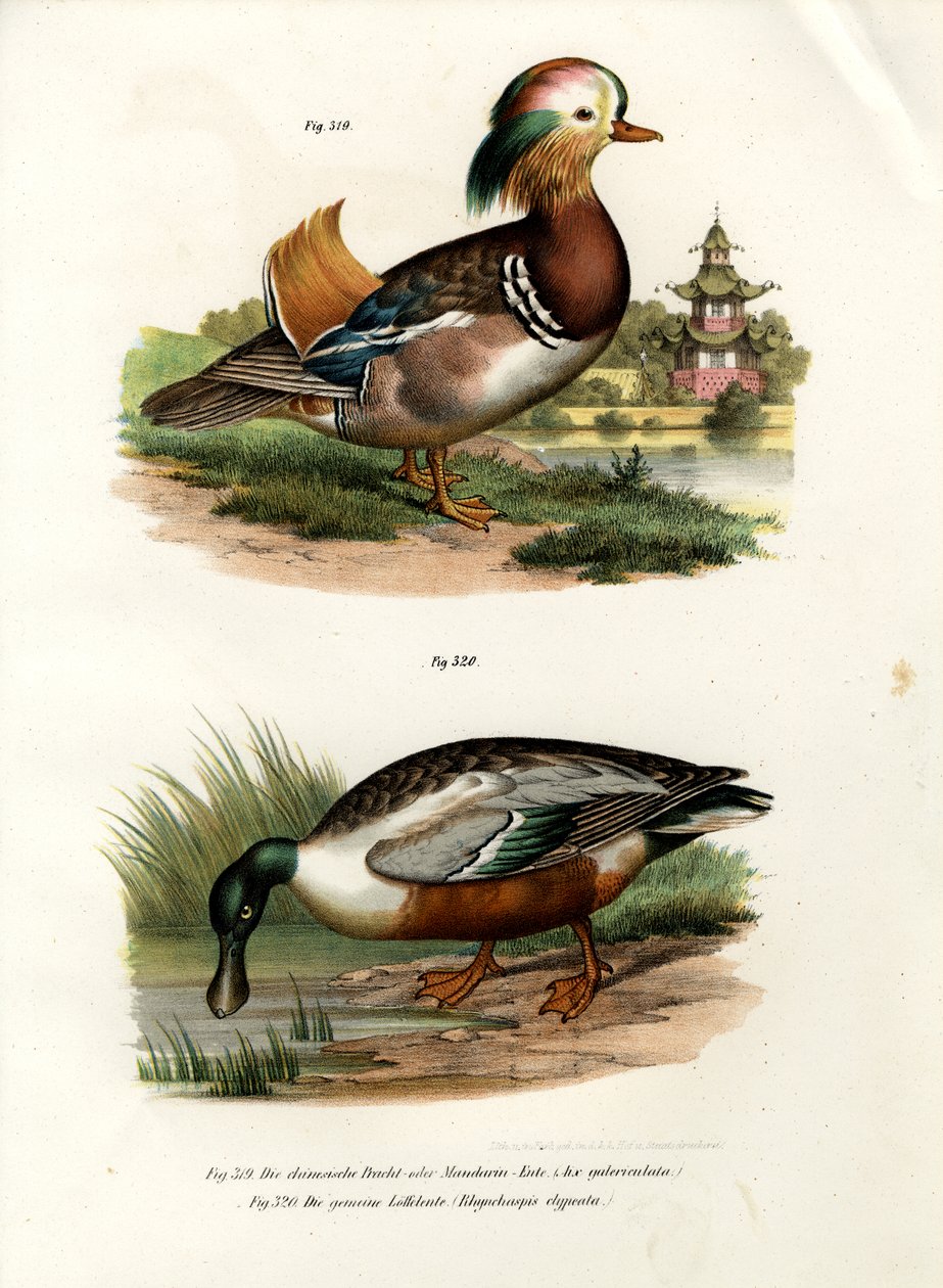 Canard mandarin, 1864 - German School